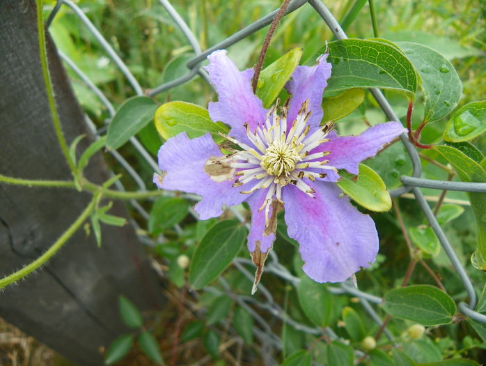 Justa mancata de gandaci - z-Dobarland 2015