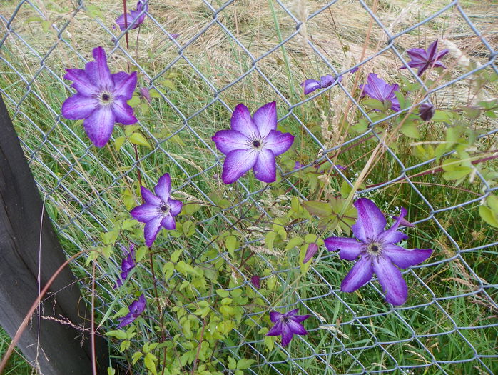 Venosa Violacea - z-Dobarland 2015