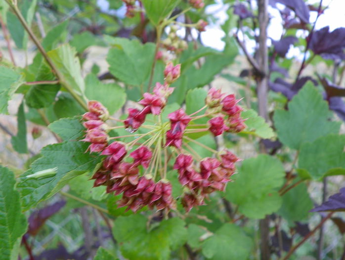 physocarpus - z-Dobarland 2015