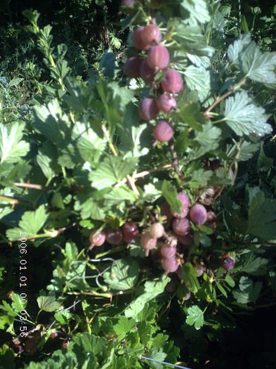 pictures 2252 - agrisi rosu delicios