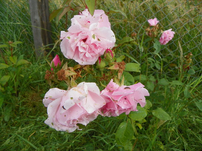 Kathleen Harrop