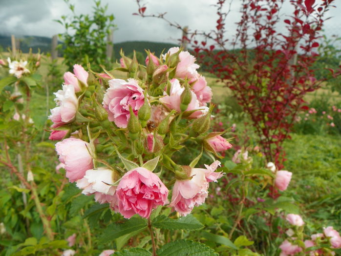 Pink Grootendorst