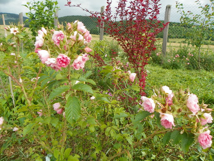 Pink Grootendorst