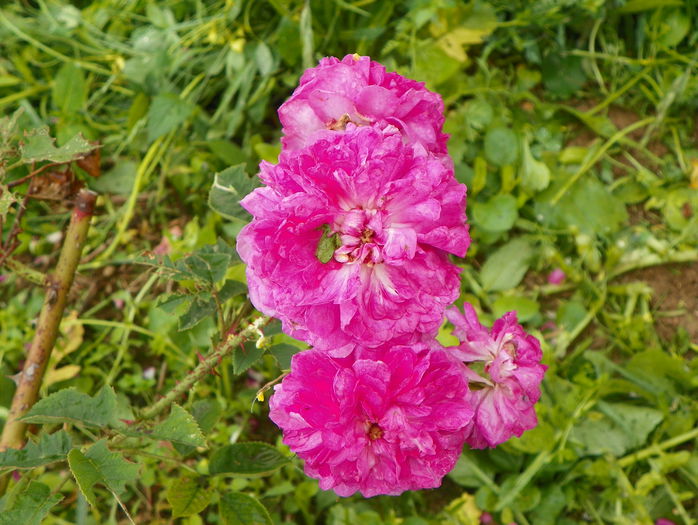 Himmelsauge