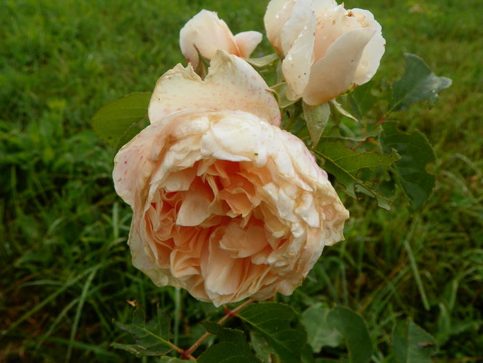 Jayne Austin