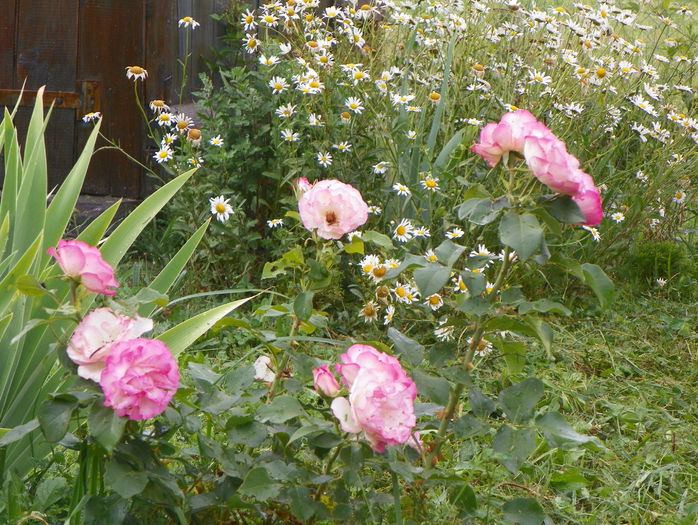 Bordure Rose
