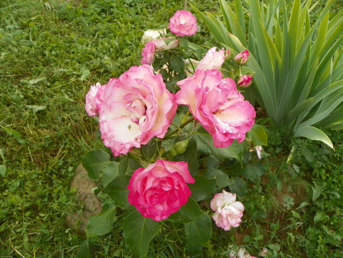 Bordure Rose