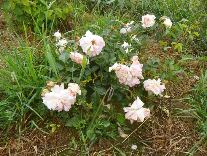 Morgengruss