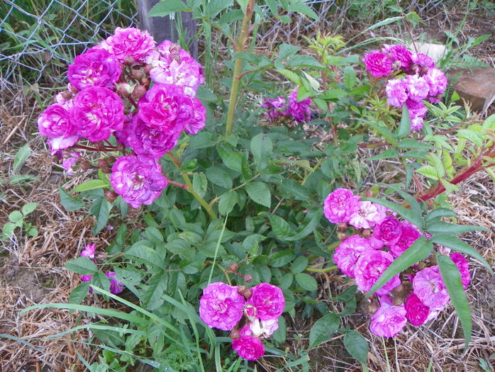 Rose Marie Viaud