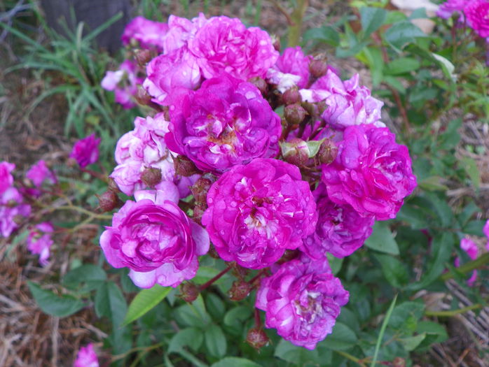 Rose Marie Viaud