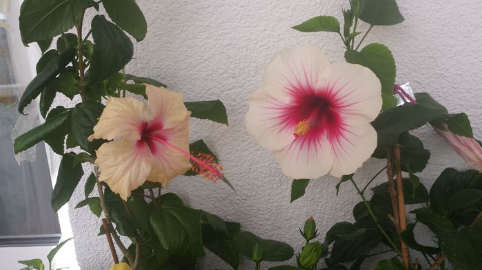 22.06.2015 - Flori 2015