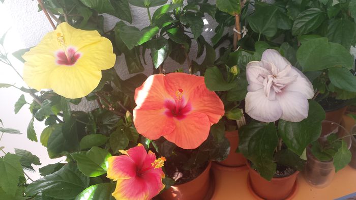 22.06.2015 - Flori 2015