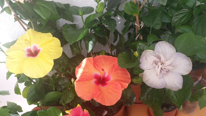 22.06.2015 - Flori 2015