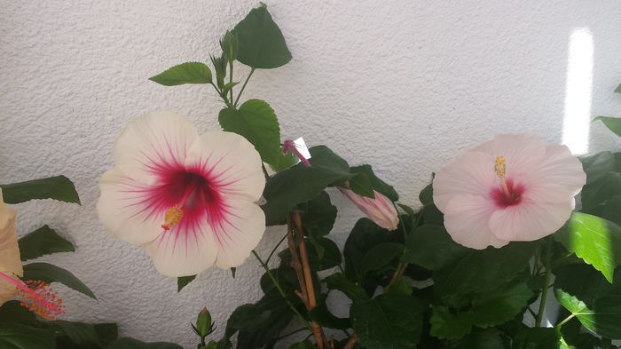 22.06.2015 - Flori 2015