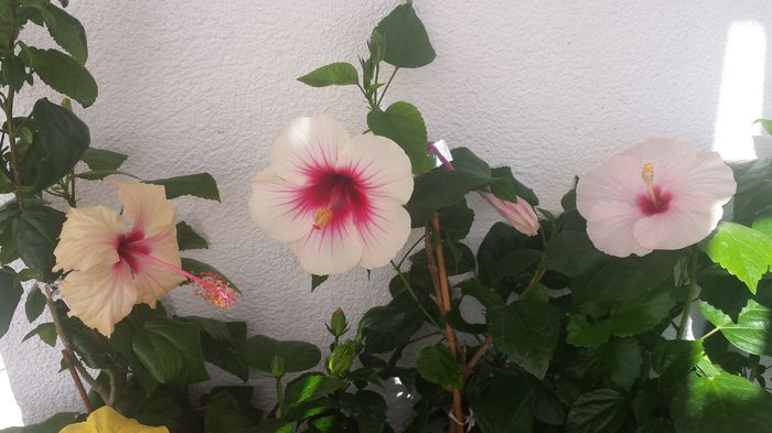 22.06.2015 - Flori 2015