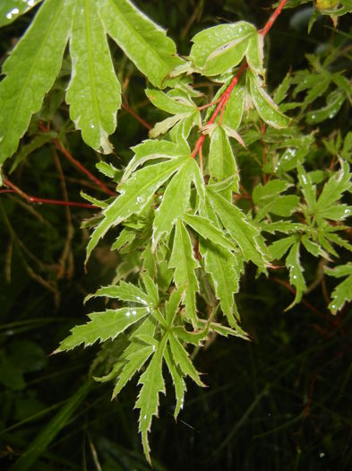 Acer palmatum Butterfly (2015, June 15)