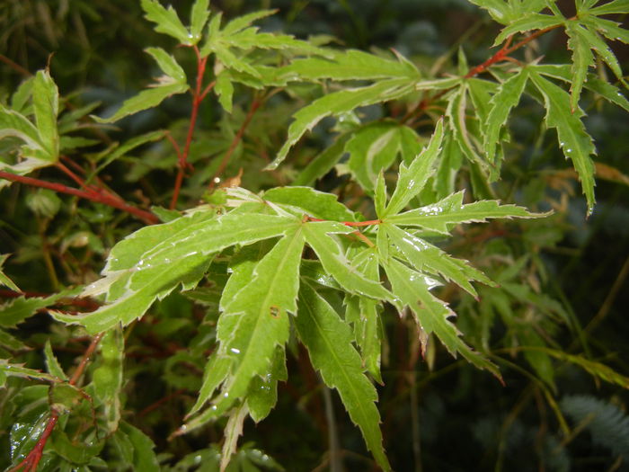 Acer palmatum Butterfly (2015, June 15) Acer palmatum Butterfly (2015, June 15)