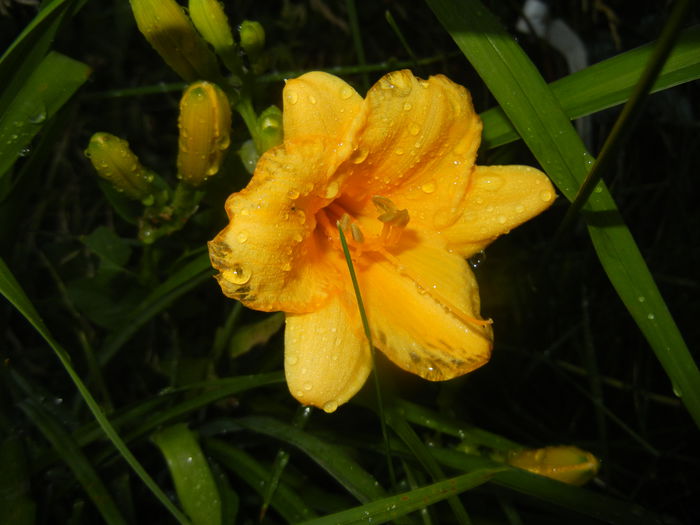 Hemerocallis Stella de Oro (2015, Jun.15)