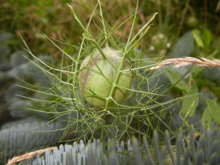 Nigella damascena (2015, June 17) - NIGELLA Damascena