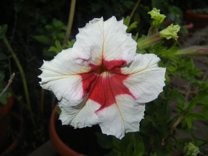 Petunia (2015, June 17) - PETUNIA Simple