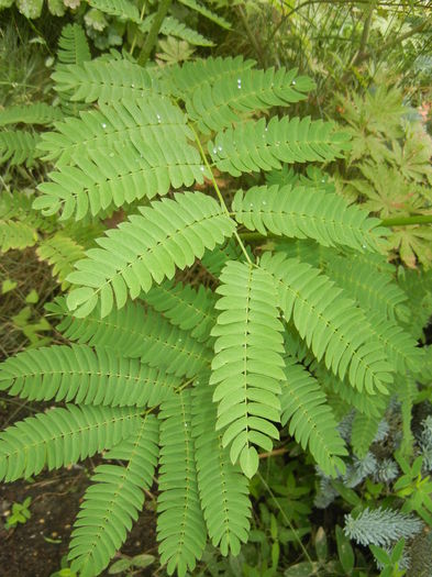 Albizia julibrissin. Silk Tree (2015, Jun.17) - Albizia julibrissin_Silk Tree