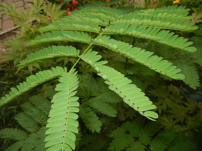 Albizia julibrissin_Silk Tree (2015, Jun.17) - Albizia julibrissin_Silk Tree