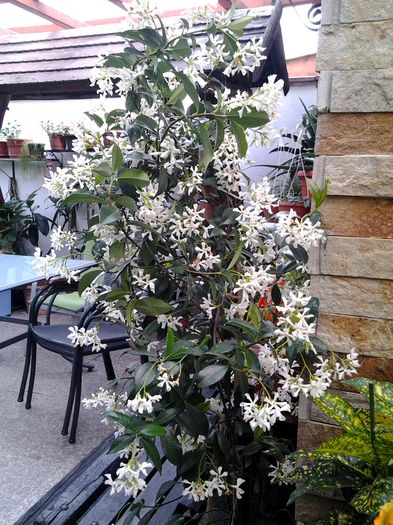 20150620_155351 - jasminul trachelospermum