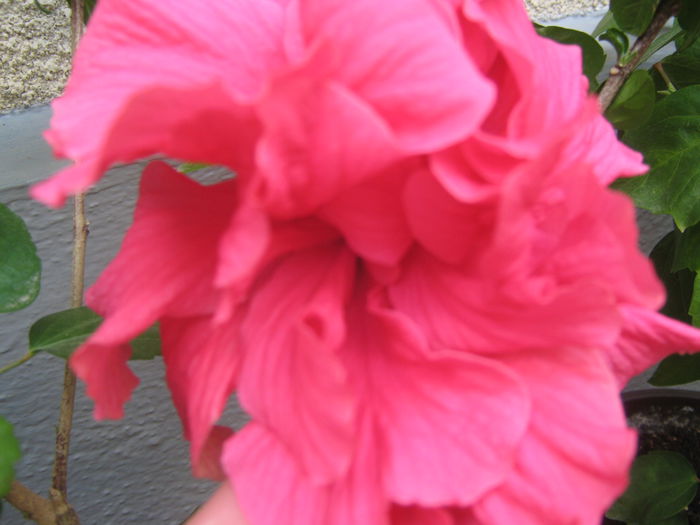 Picture My plants 3653