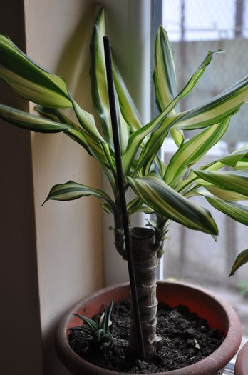DRACENA