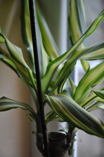 DRACENA - floricelele mele