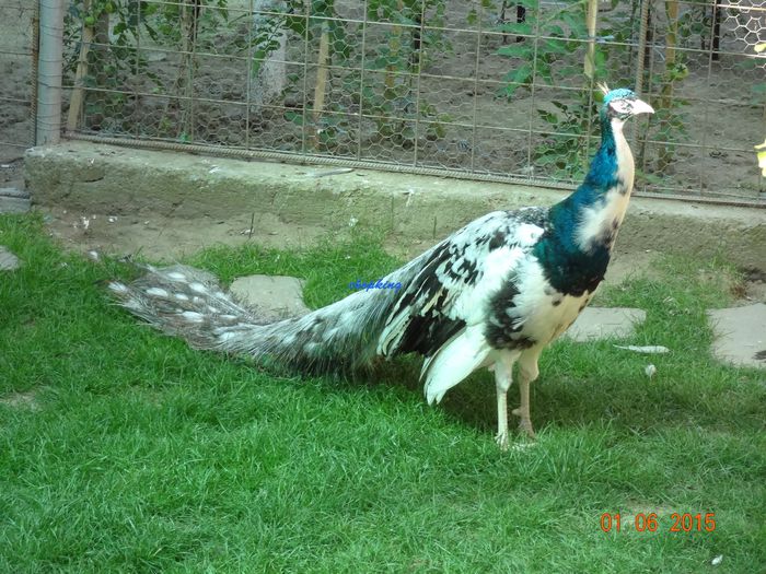DSC00450