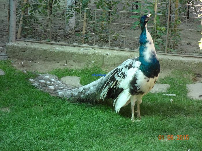 DSC00451