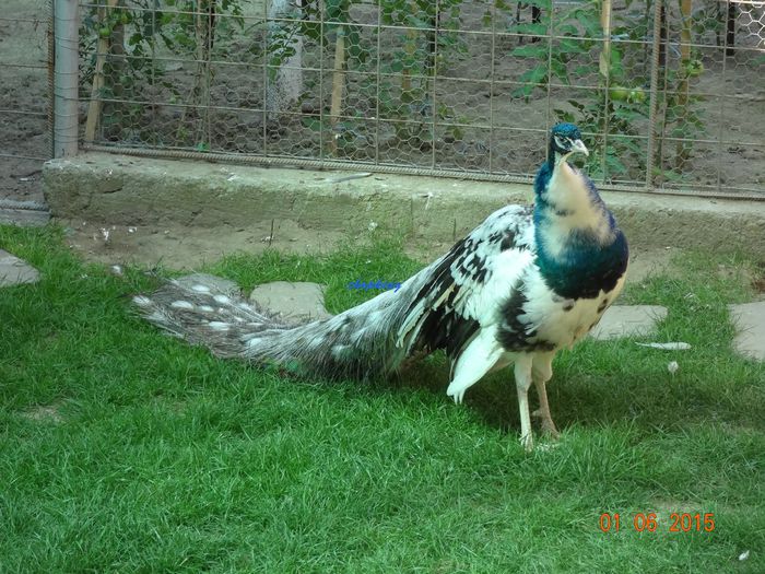 DSC00454