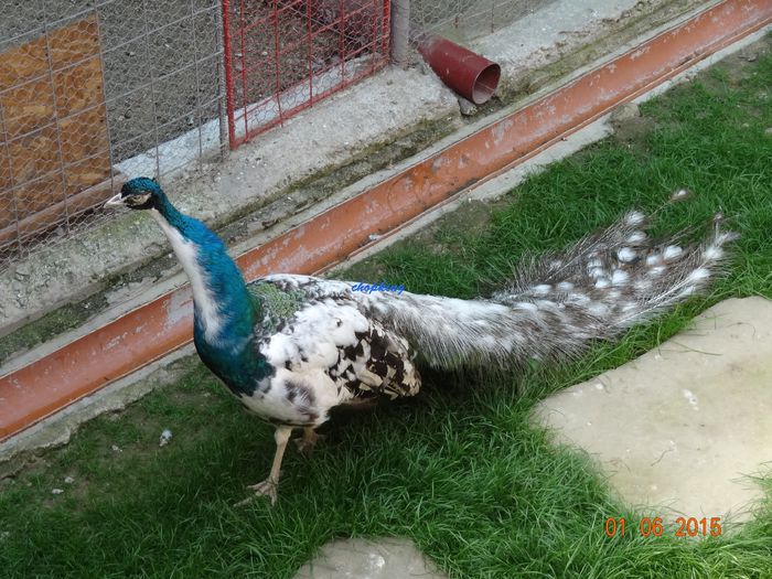 DSC00497