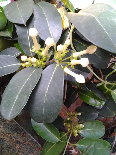 20150622_115447 - stephanotis-iasomie de madagascar