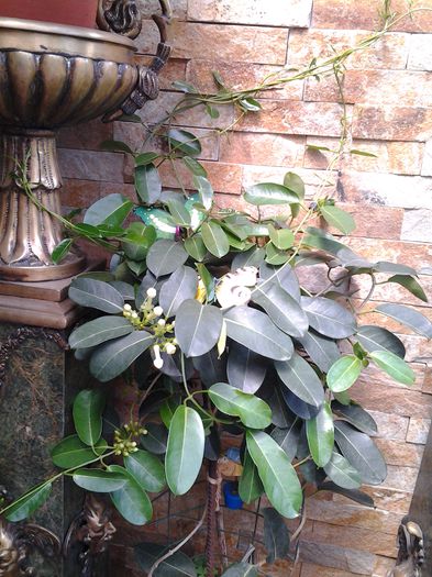 20150622_115434 - stephanotis-iasomie de madagascar