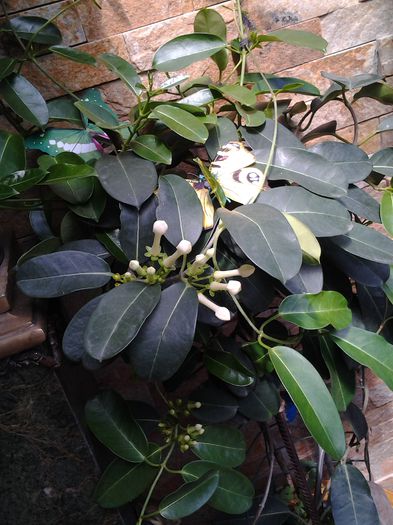 20150622_114554 - stephanotis-iasomie de madagascar