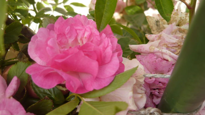 in culoarea initiala - Hybrid multiflora Beauty Thousand