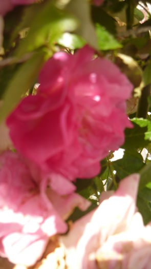 044 - Hybrid multiflora Beauty Thousand