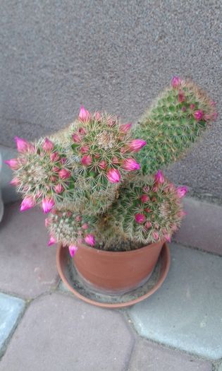 Mammillaria - cactusi si suculente