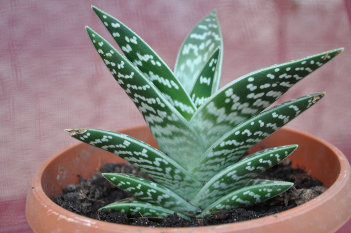 ALOE VARIEGATA