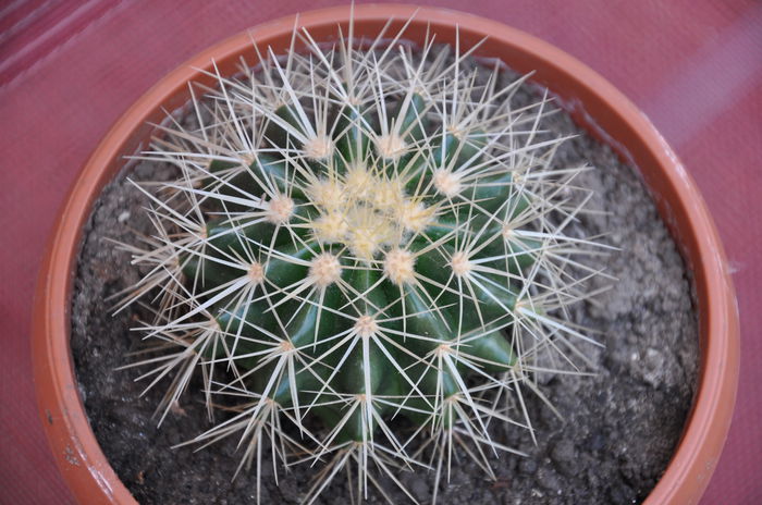 ECHINOCACTUS GRUSONII
