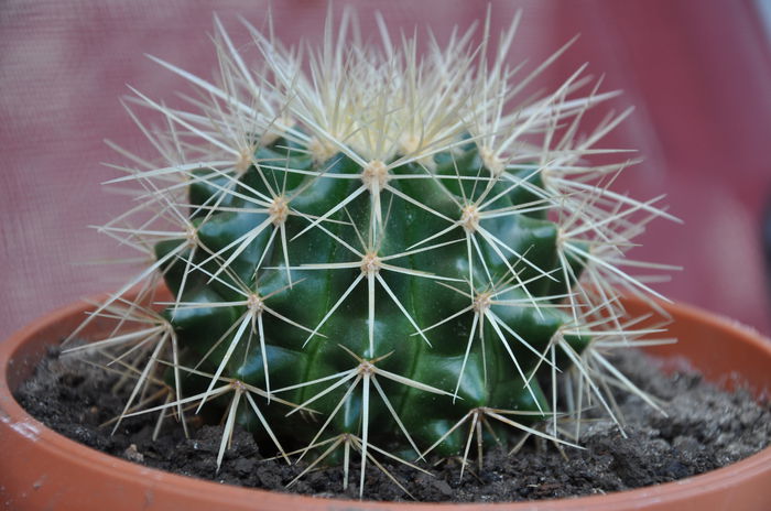 ECHINOCACTUS GRUSONII