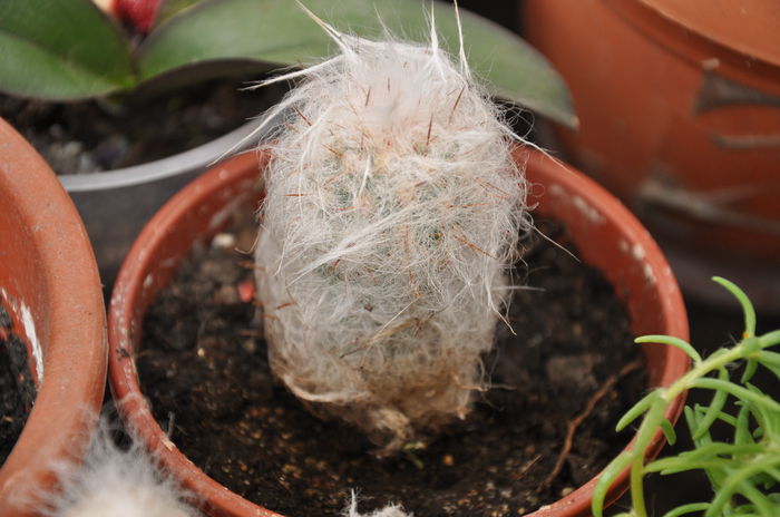 CACTUS - CACTUSI rog identificare