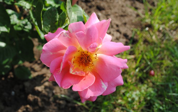 16 iunie, rose des cisterciens - 2015 trandafiri -II