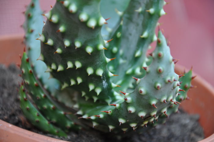 ALOE FEROX - SUCULENTE