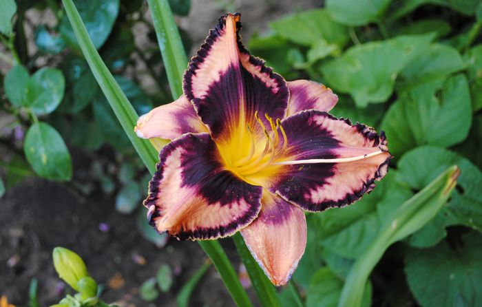 hemerocallis exotic-treasure
