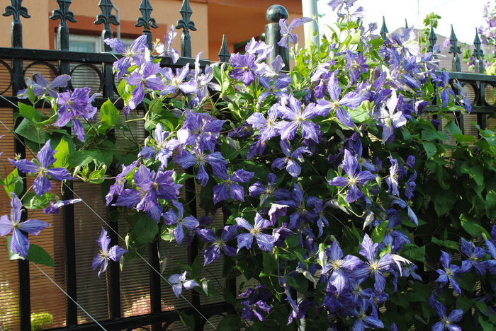 clematis Tie Dye