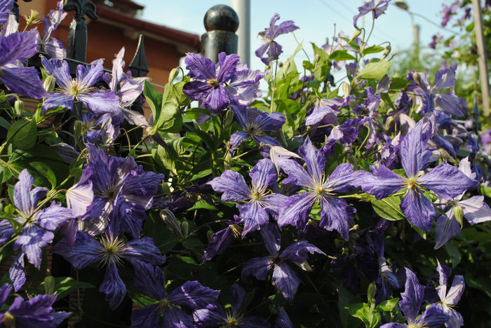 16 iunie, clematis Tie Dye