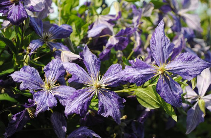 clematis Tie Dye